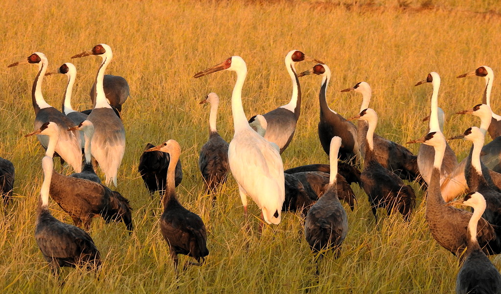 Siberian Crane, with White-naped and Hooded cranes, at Higashi Kantaku in December 2021 © Mark Brazil